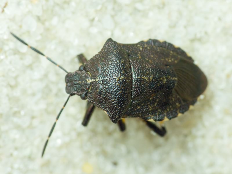 Rhacognathus punctatus (Linnaeus, 1758)